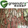 High quality pine bark extract proanthocyanidins 95%